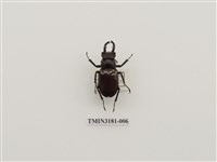 藏品(毛栗深山鍬形蟲)的圖片